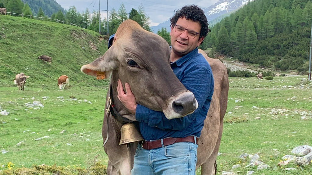 marco silvestri with cow in livigno
