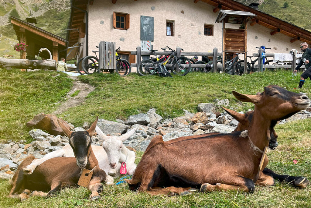 allevamento capre a livigno - alpe mine