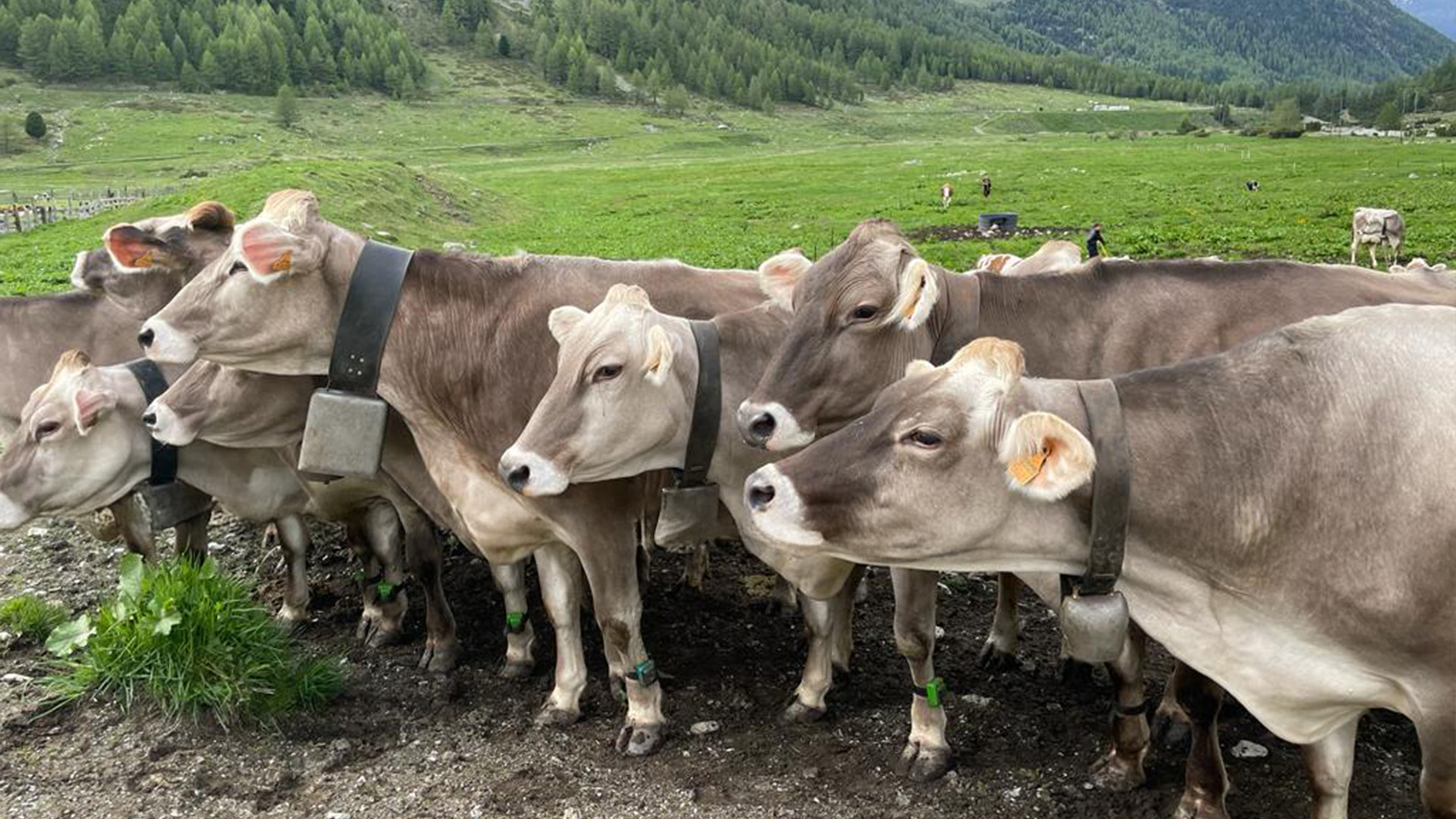 mucche da latte a livigno