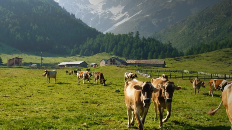 grazing at alpe vago