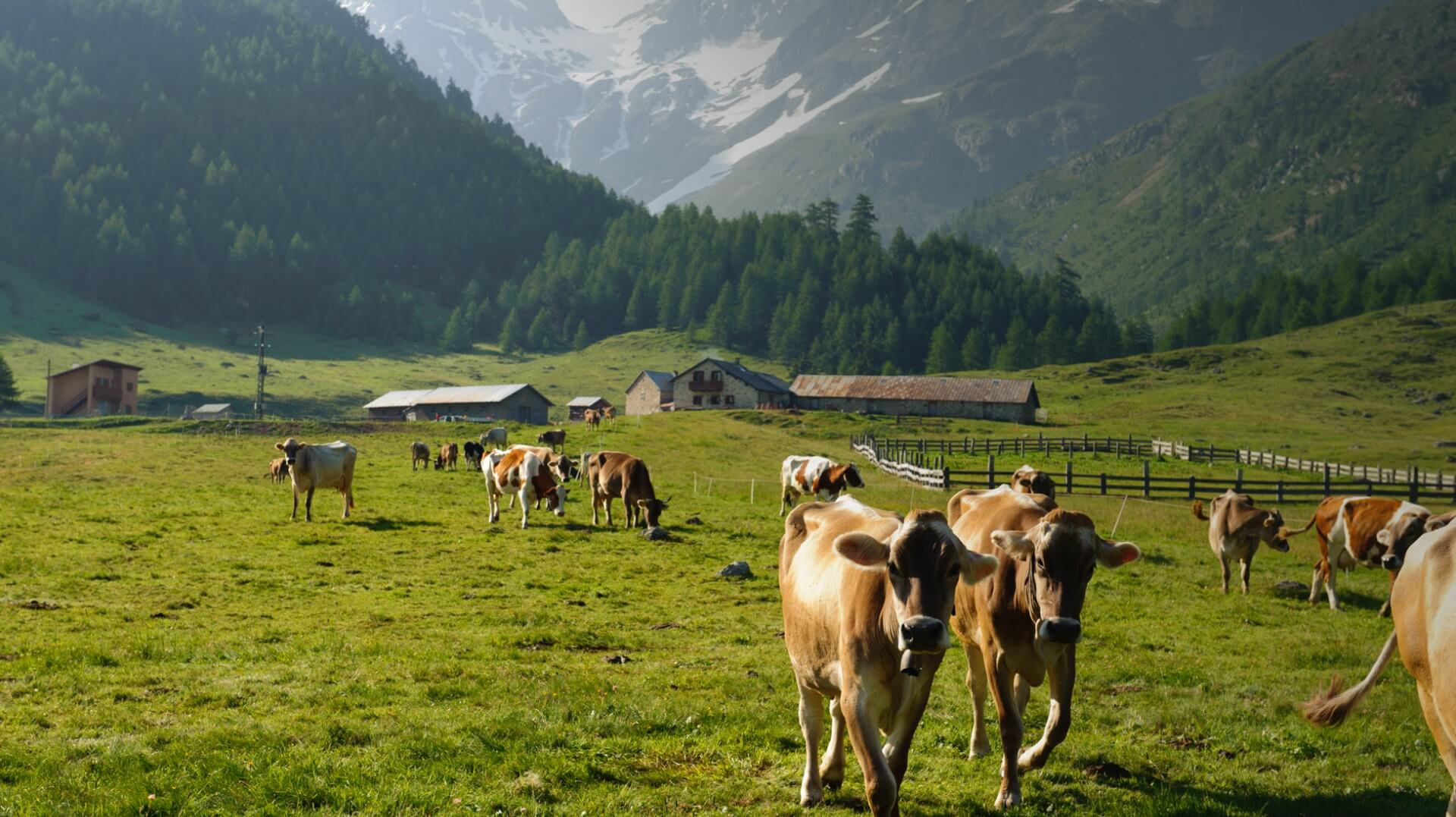 pascolo all'alpe vago