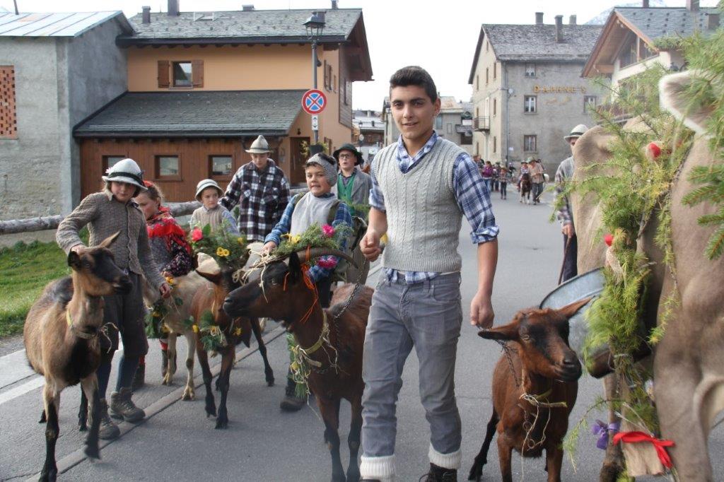 alpenfest livigno - transumanza del bestiame