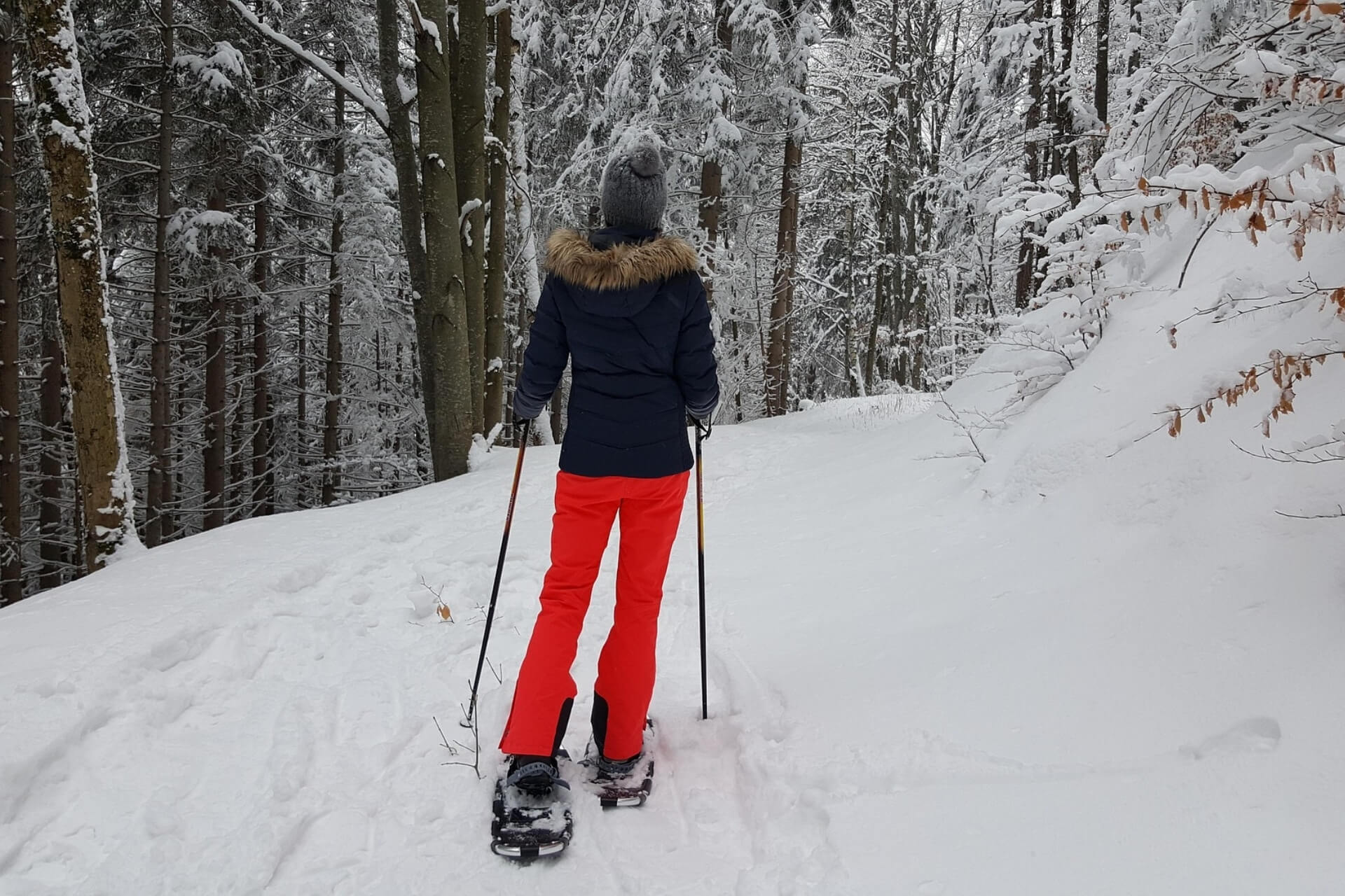 snowshoe trail in livigno in the forest